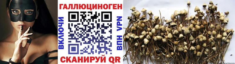 blacksprut зеркало Дзержинский Псилоцибиновые грибы Psilocybine cubensis